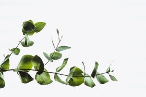 annie-spratt-hX_hf2lPpUU-unsplash